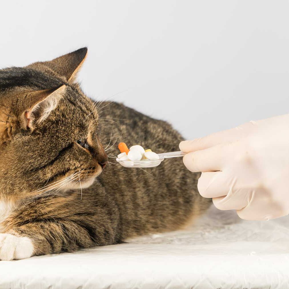 Cat won't take medication in pill form